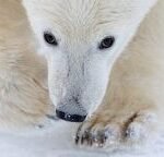 Wildlife Photographer of the Year 2026 Unveils 100 Stunning Shortlisted Images