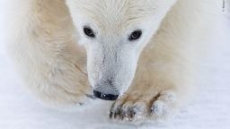 Wildlife Photographer of the Year 2026 Unveils 100 Stunning Shortlisted Images