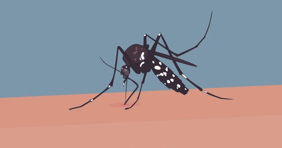 Bangladesh Reports 530 New Dengue Hospitalizations, Zero Deaths in 24 Hours